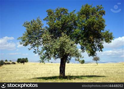 Lonely tree on the farmland, Turkey
