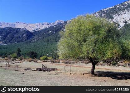 Lonely tree on the field in mountain area, Turkey