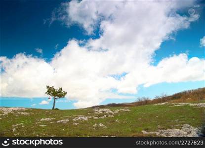 Lonely tree on the field with blue sky