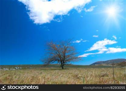 Lonely tree on the field with sun and blue sky