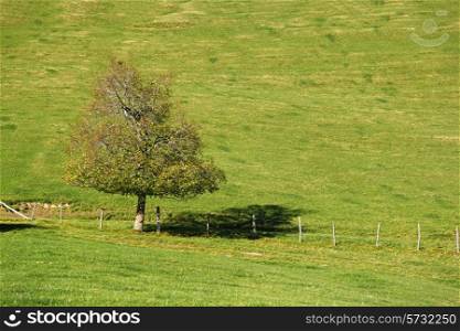 Lonely tree on the green field with fence&#xA;