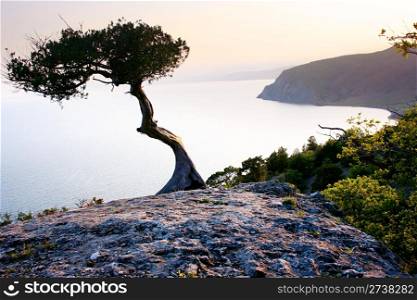 Lonely tree on the mountain. Crimea