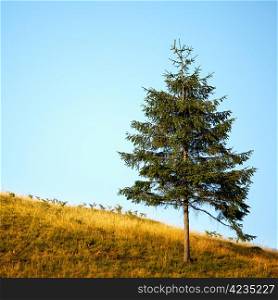 Lonely tree on the mountain hill