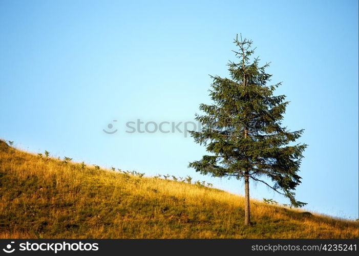 Lonely tree on the mountain hill