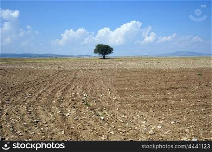 Lonely tree on the plowed land