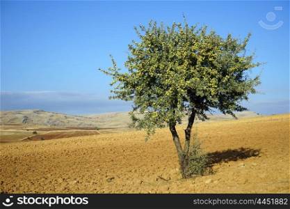 Lonely tree on the plowed land in Turkey