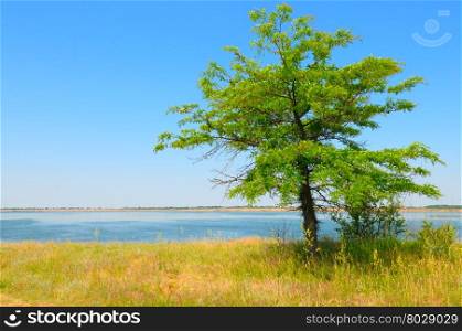 lonely tree on the shore of the Gulf