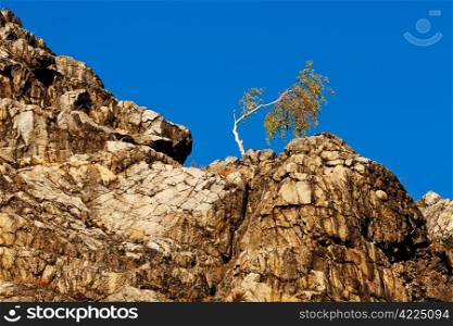 lonely tree on the slope of the rock against the blue sky
