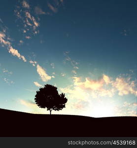 lonely tree on the sunset agaisnt sky background