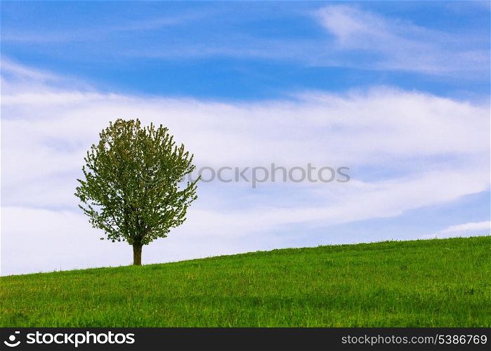 Lonely tree over green spring meadows in the mountains and blue sky