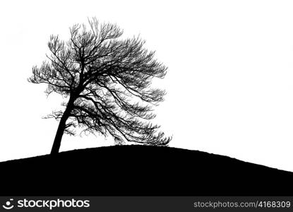 Lonely tree silhouette isolated on white background