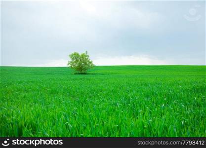 lonely tree standing in a field