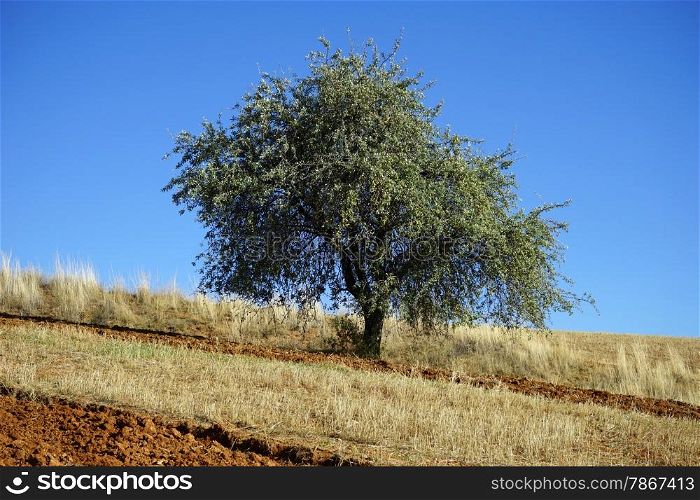 Lonely tree, Turkey