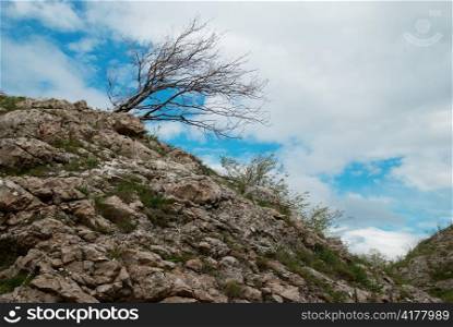 Lonely tree. Ukraine, Crimea, Karabi plateau.