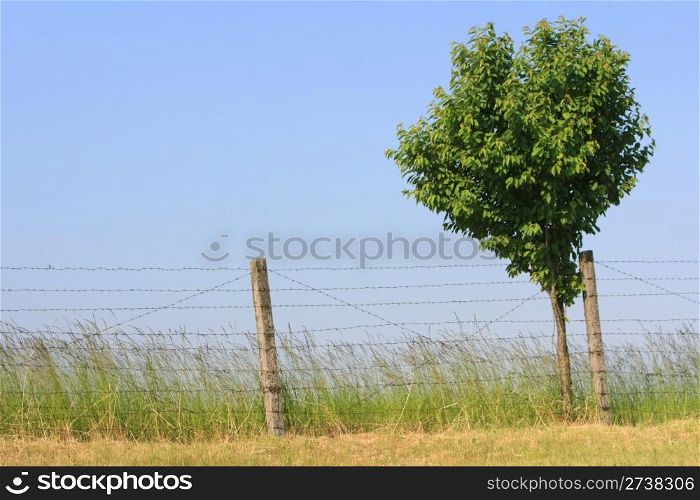 lonely tree under the barbed wire