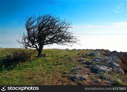 Lonely tree with clouds and blue sunny sky