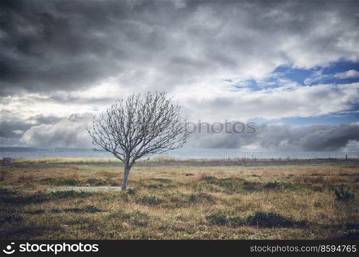 Lonely tree without leaves on a meadow by the se under a dramatic sky