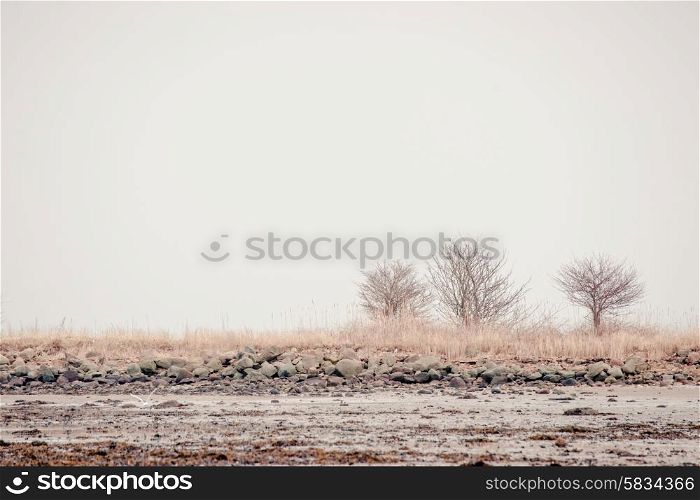 Lonely trees in silent winter landscape