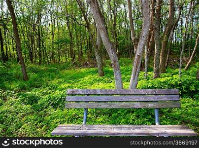 Lonely weathered bench at the jungle forest park outdoor in Texas