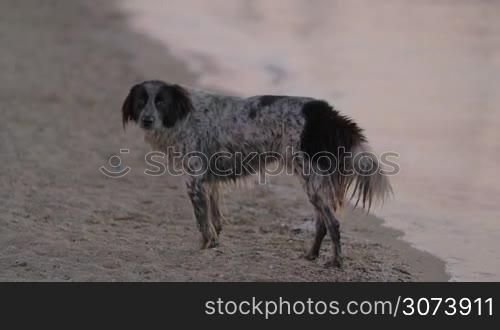 Lonely wet mongrel dog by the sea. It looking sadly to the camera and walking away