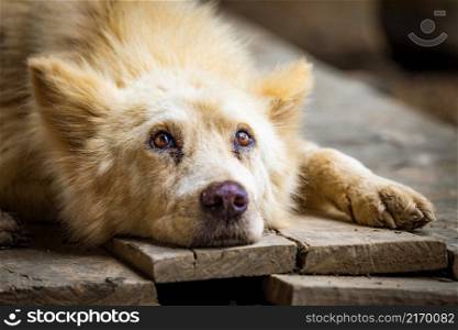 Lonely white dog laying on wooden floor staring up portrait. Lonely white dog laying on wooden floor staring up