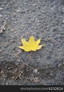 Lonely yellow fallen leaf of acer on the ground