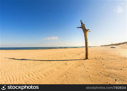 lonesome beach of the Baltic Sea with blue sky and dead tree