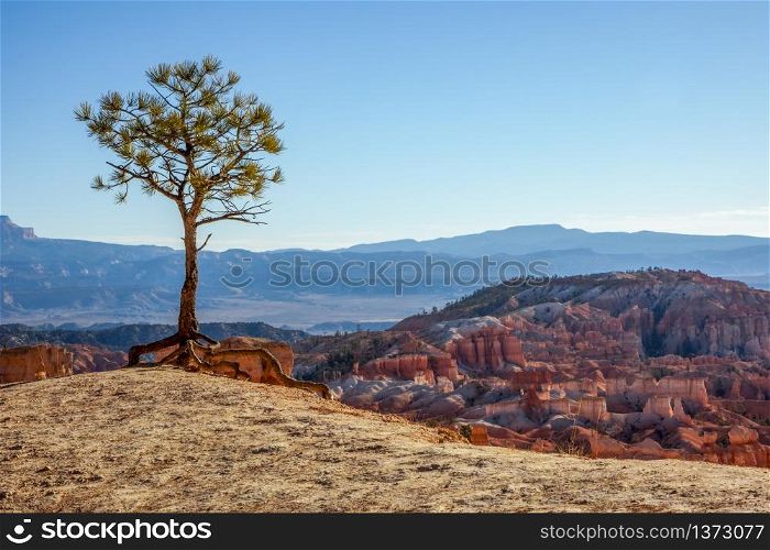 Lonesome Pine on the Edge of Bryce Canyon