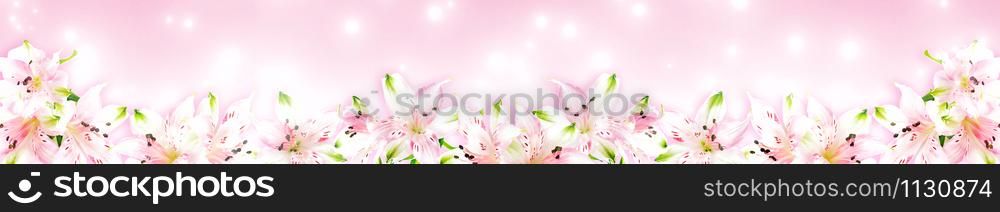Long banner with pink Alstroemeria flowers on pink background