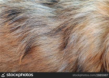 Long brown dog wool, textured