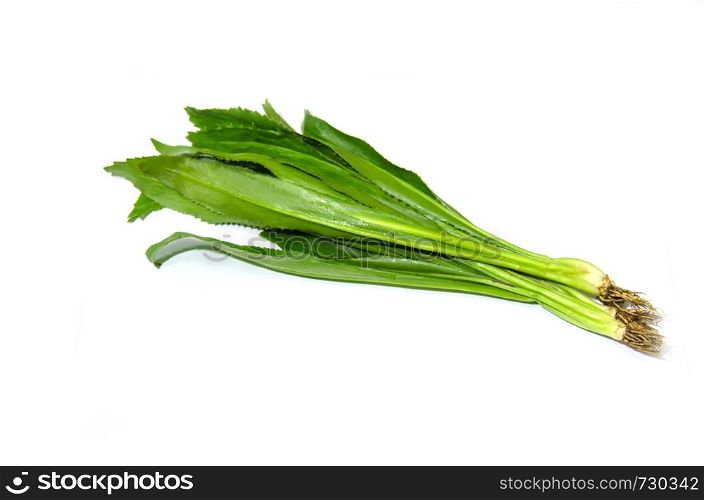 long coriander leaves isolated on White Background