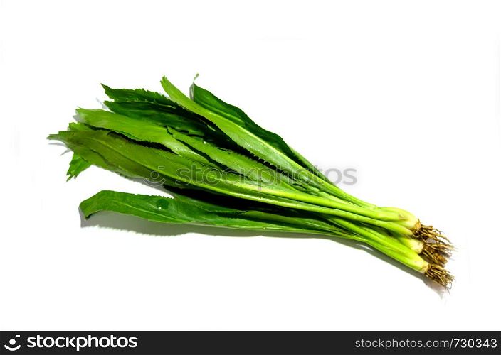 long coriander leaves isolated on White Background