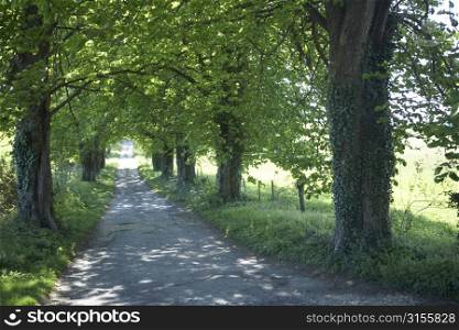 Long Country Road Edged With Green Trees