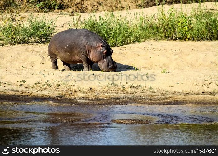 long distance view of a large African Hippopotamus next to a river in a South African wildlife reserve