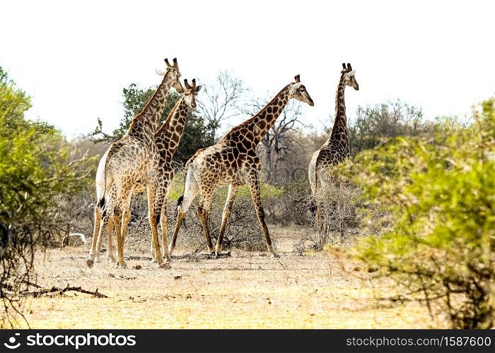 Long distance view of African Giraffe in a South African wildlife reserve