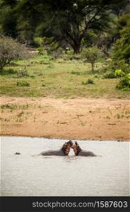 long distance view of two large African Hippopotamus fighting in a river in a South African wildlife reserve