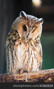 Long-eared Owl is sitting on branch in zoo