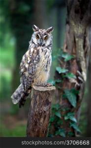Long eared owl sitting on post. Asio otus