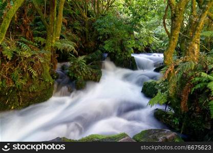 Long exposure of a river surrounded in lush flora. Long exposure of a river along the Te Waihou walkway in South Waikato, New Zealand