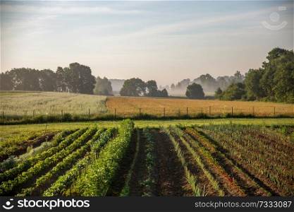 Long furrows with vegetable seedlings. Fog on the field with vegetables. Summer landscape with plowed field and fog in the distance. Classic rural landscape with mist in Latvia. Vegetable growing in Latvia country in summer time.