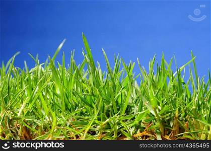 Long grass