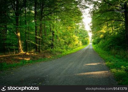 Long gravel road through a dense green forest, summer view