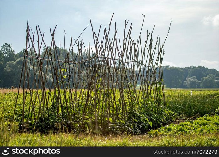 Long green beans on plants in the field.. Summer landscape with cornfield, wood and cloudy blue sky. Classic rural landscape in Latvia.