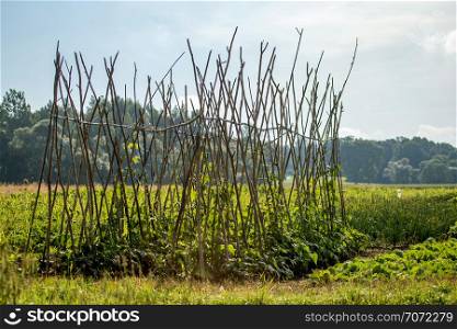 Long green beans on plants in the field.. Summer landscape with cornfield, wood and cloudy blue sky. Classic rural landscape in Latvia.