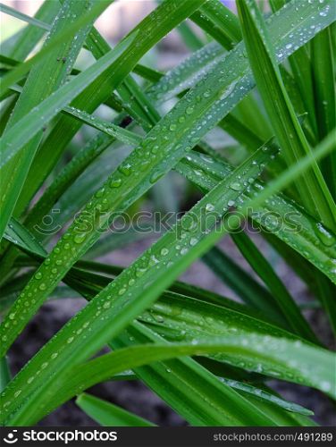 long green leaves with water drops, full frame