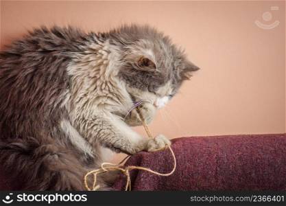 Long haired cat with toy. Kitten playing with toy. Playful cat gnawing or eating wire. Beautiful domestic cat plays with a toy. A cute kitten playing