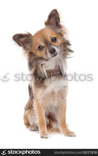 Long haired chihuahua. Long haired chihuahua dog in front of a white background