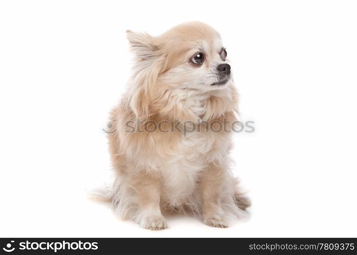 Long haired chihuahua. Long haired chihuahua dog in front of a white background