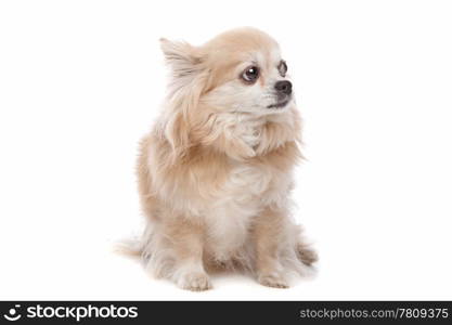 Long haired chihuahua. Long haired chihuahua dog in front of a white background