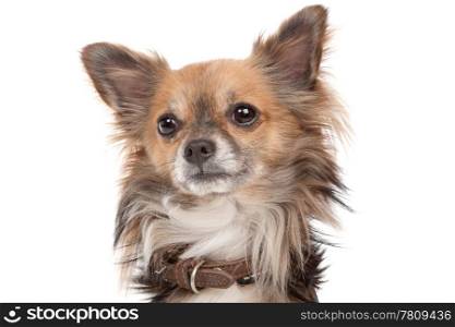 Long haired chihuahua. Long haired chihuahua dog in front of a white background